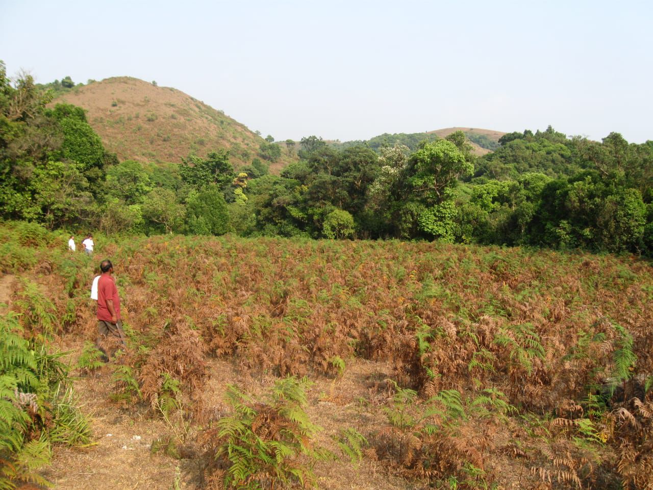 20 acre land for sale in Mudigere